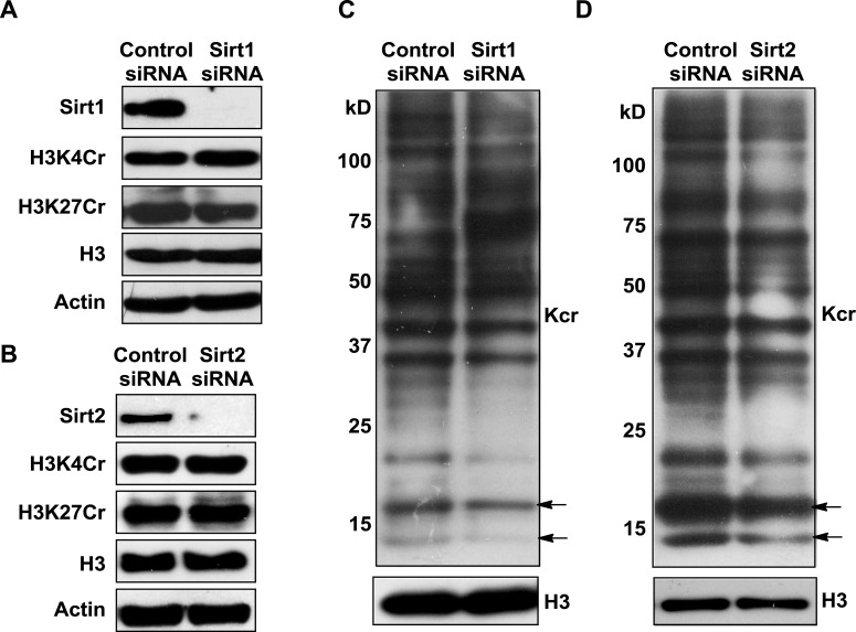 Figure 5—figure supplement 2.