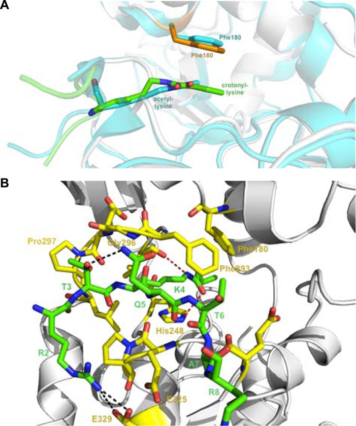 Figure 3—figure supplement 1.