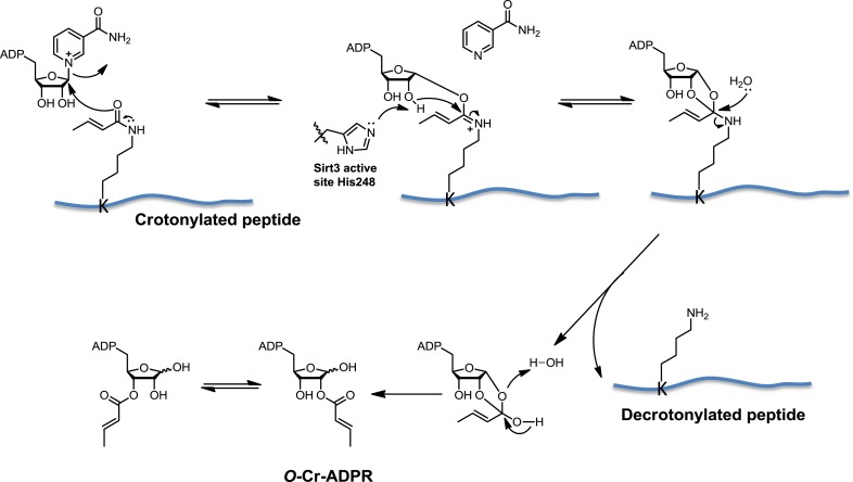 Figure 4—figure supplement 3.