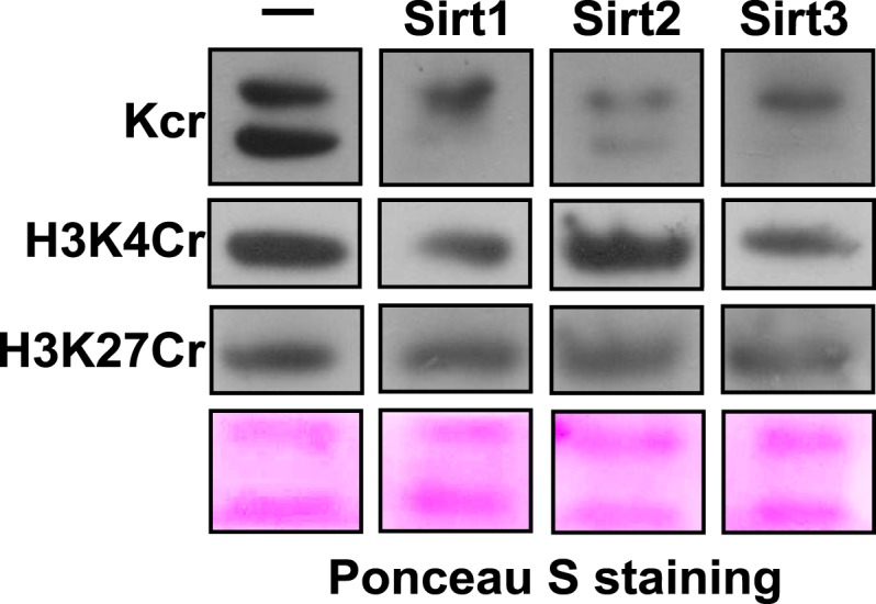 Figure 5—figure supplement 1.