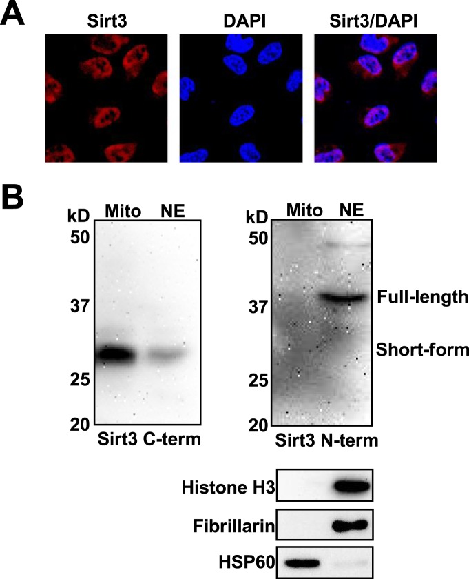 Figure 5—figure supplement 3.