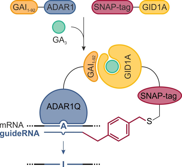 graphic file with name CHEM-27-12300-g003.jpg