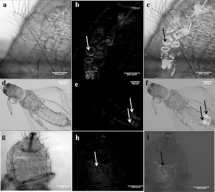 Fig. 1