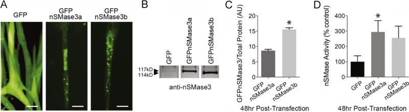 Fig. 6