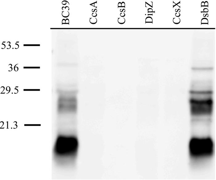 FIG. 2.