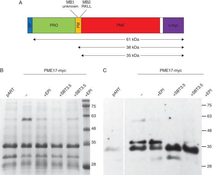 Fig. 6.