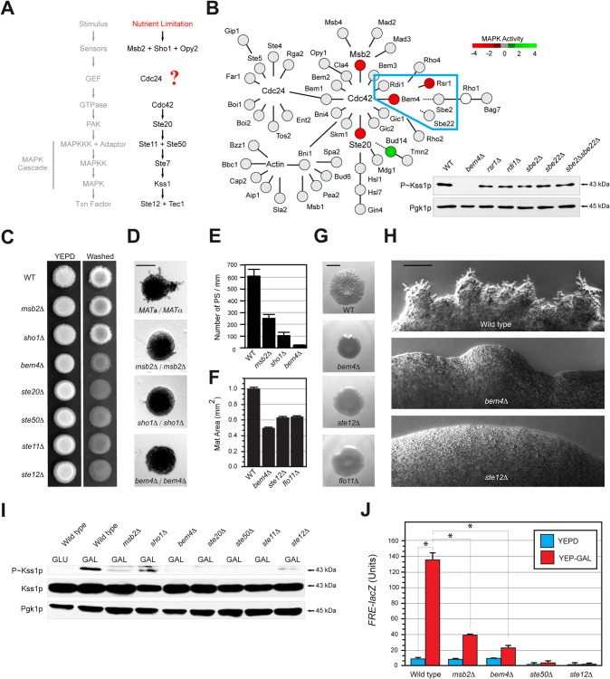 FIG 1