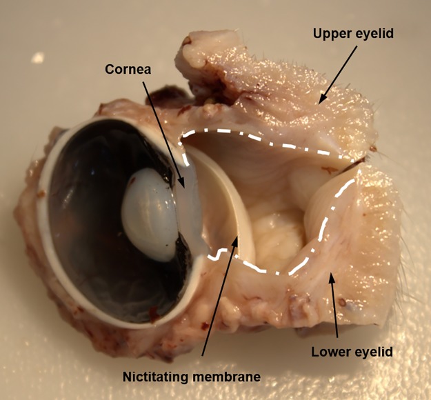 Fig 1