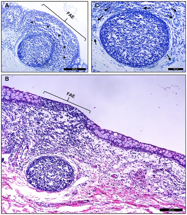 Fig 10