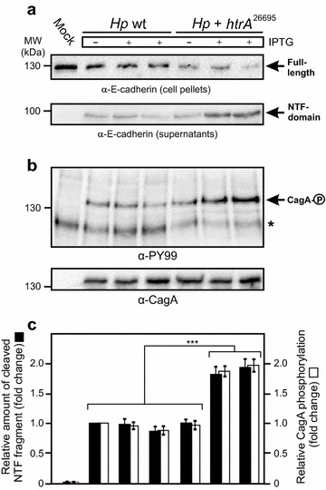 Fig. 7