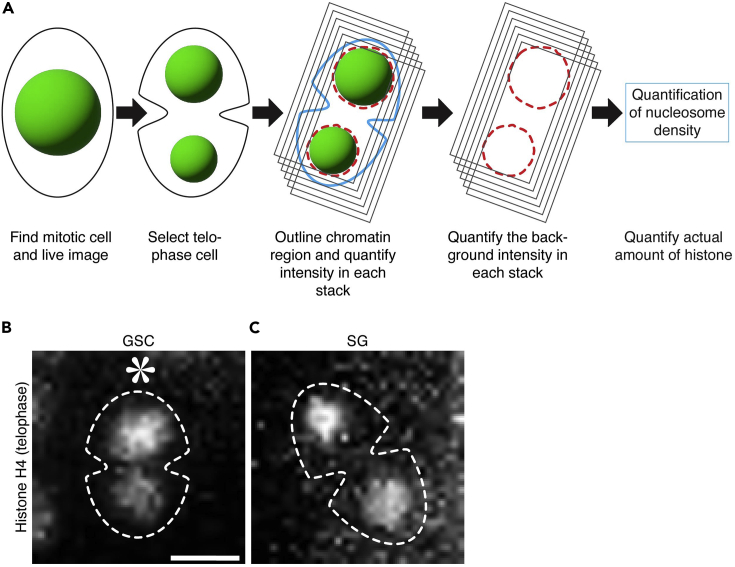 Figure 4