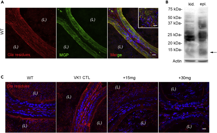 Figure 6