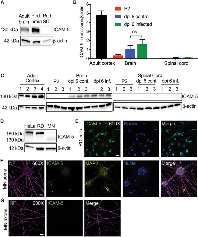 FIG 6