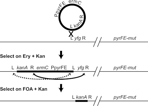 Fig 5