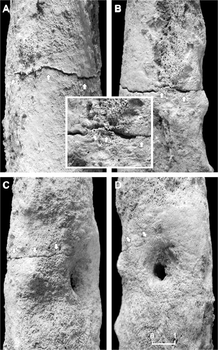 Fig 6