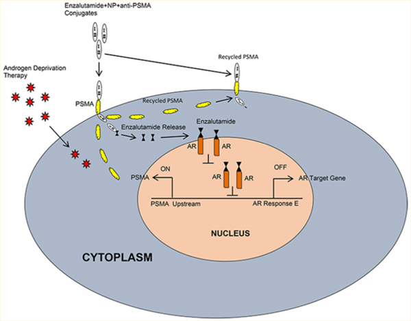 graphic file with name nihms-1028909-f0008.jpg