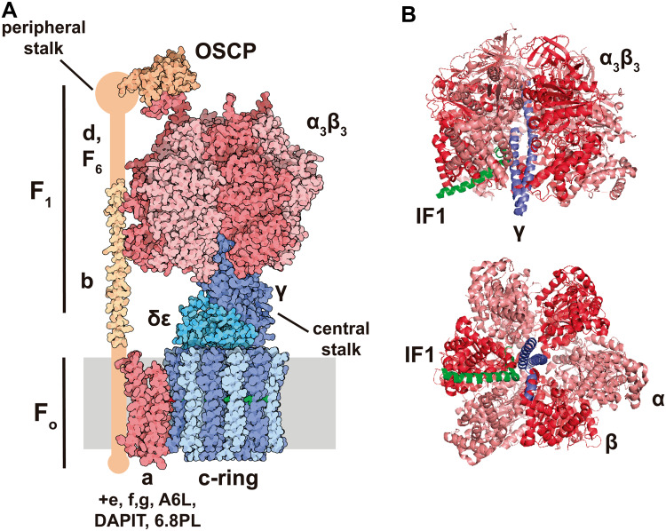 Fig. 1