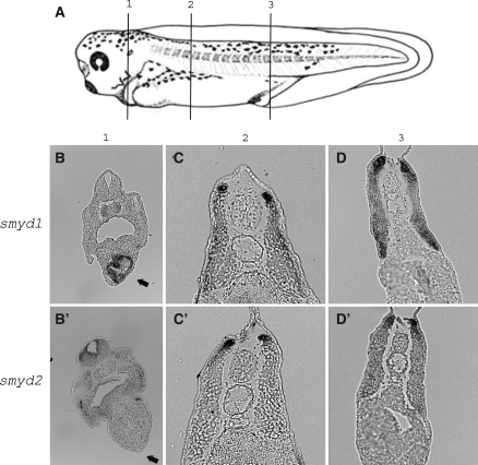 Fig. 4