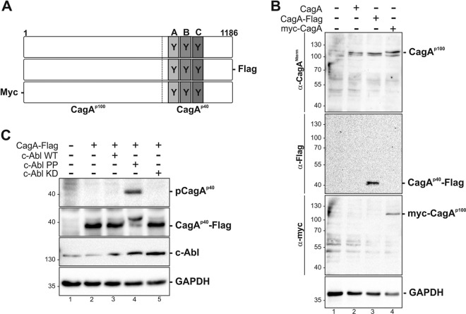 FIG 2