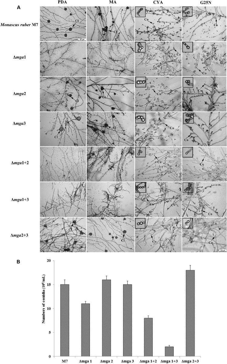 FIGURE 2