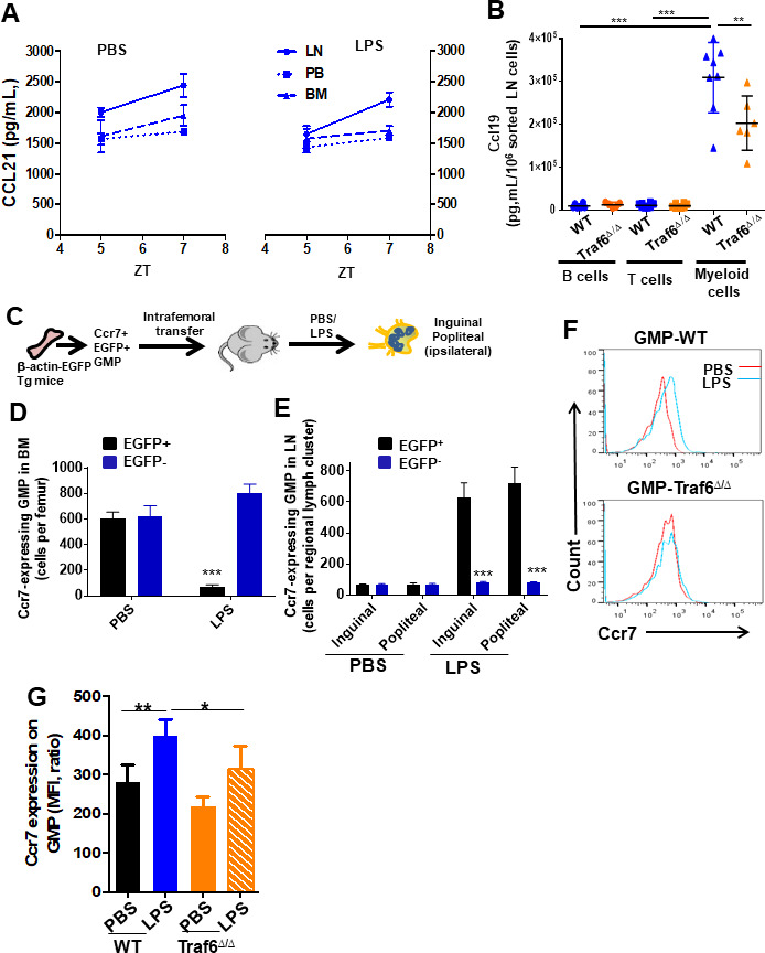 Figure 5—figure supplement 1.