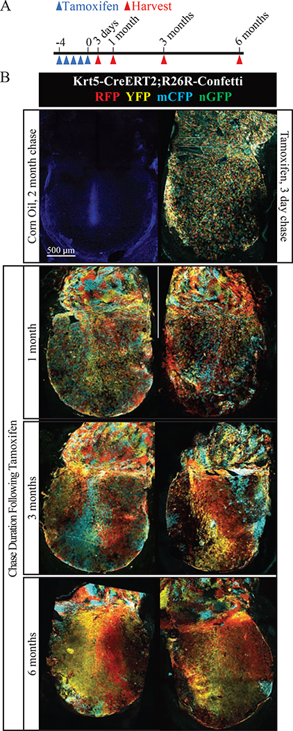 Figure 6: