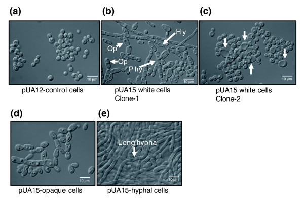 Figure 9