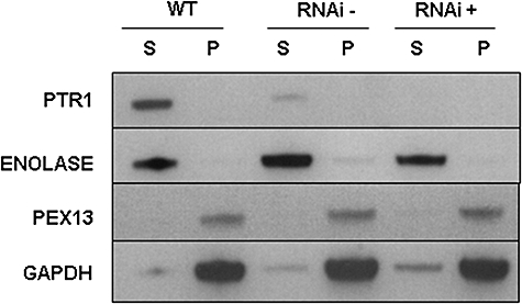 Fig. 10