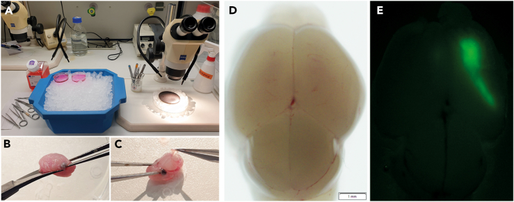 Figure 3