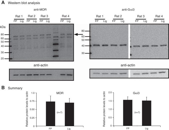 Fig. 9.