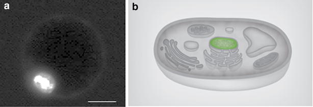 Fig. 7