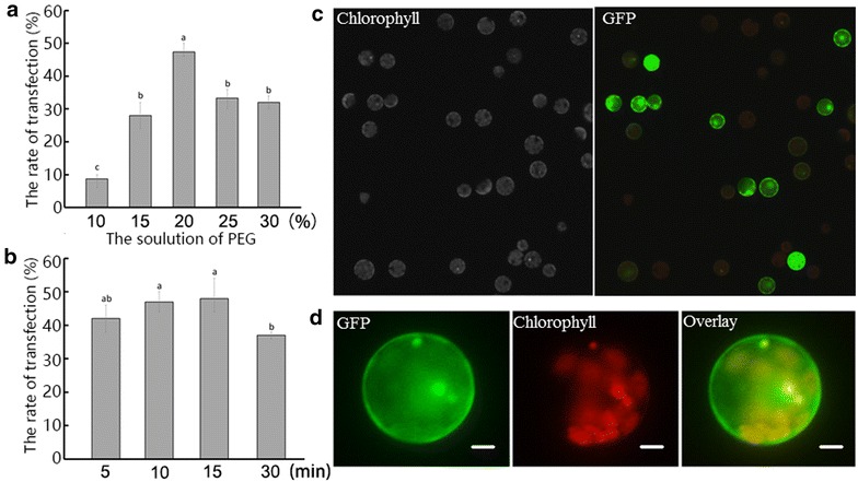 Fig. 3