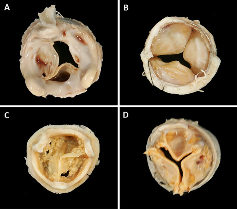 Figure 2: