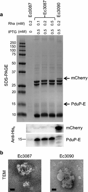 Fig. 5