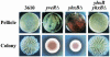 FIG. 2.