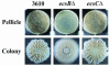 FIG. 6.