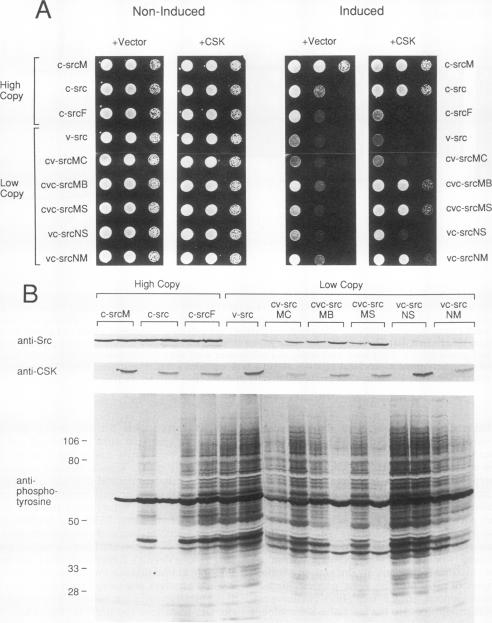 graphic file with name molcellb00021-0174-a.jpg