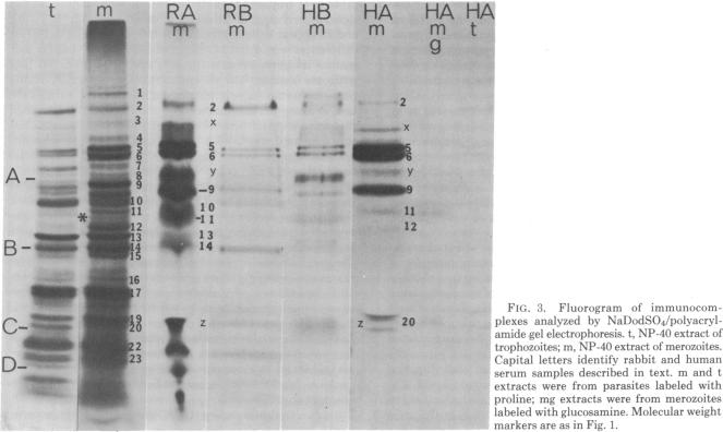 graphic file with name pnas00493-0640-a.jpg