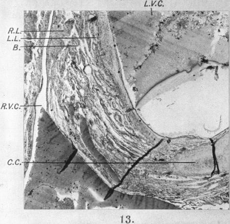 Fig. 13