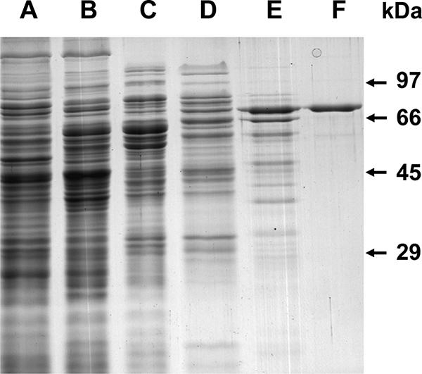 FIG. 2.