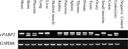 Fig. 6