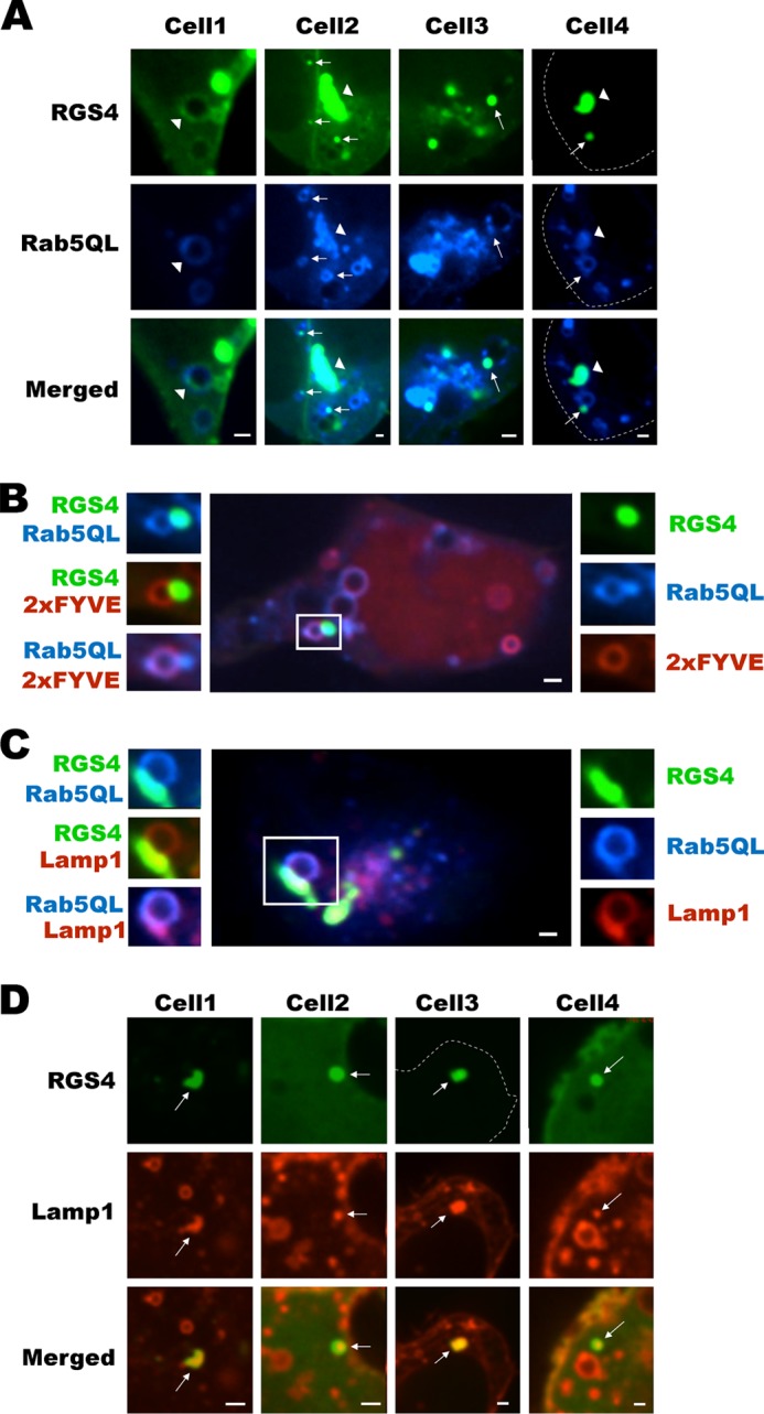 FIGURE 3.