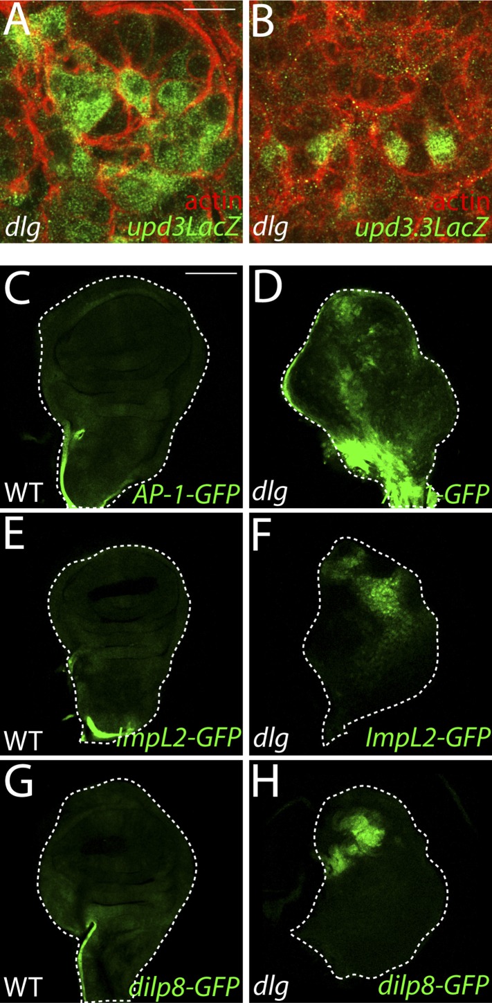 Figure 3—figure supplement 1.