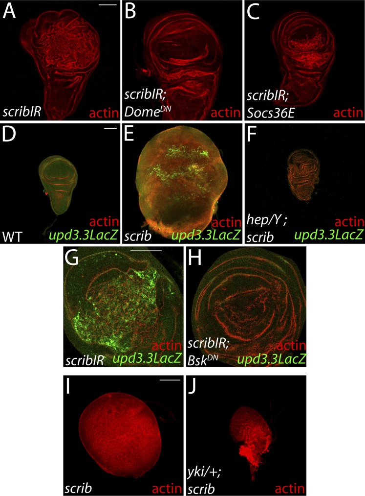 Figure 4—figure supplement 3.