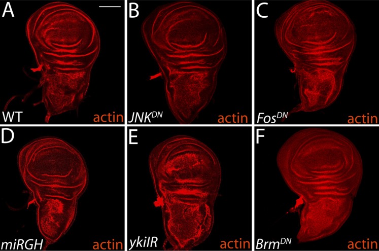 Figure 4—figure supplement 1.