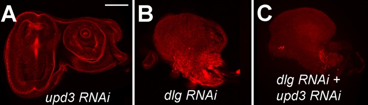 Figure 2—figure supplement 1.