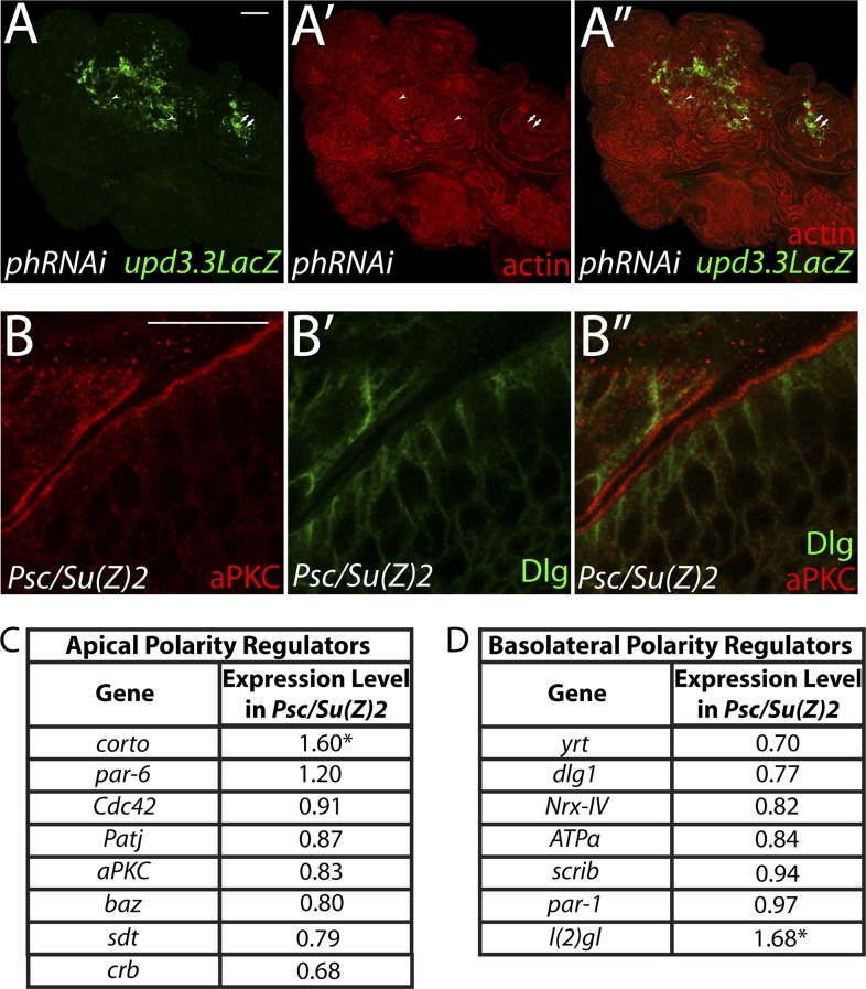 Figure 6—figure supplement 1.