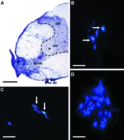 FIG. 3.