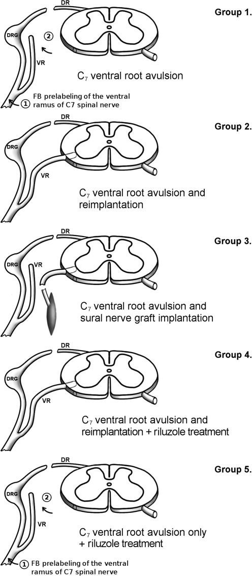 FIG. 1.