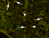 Figure 6: